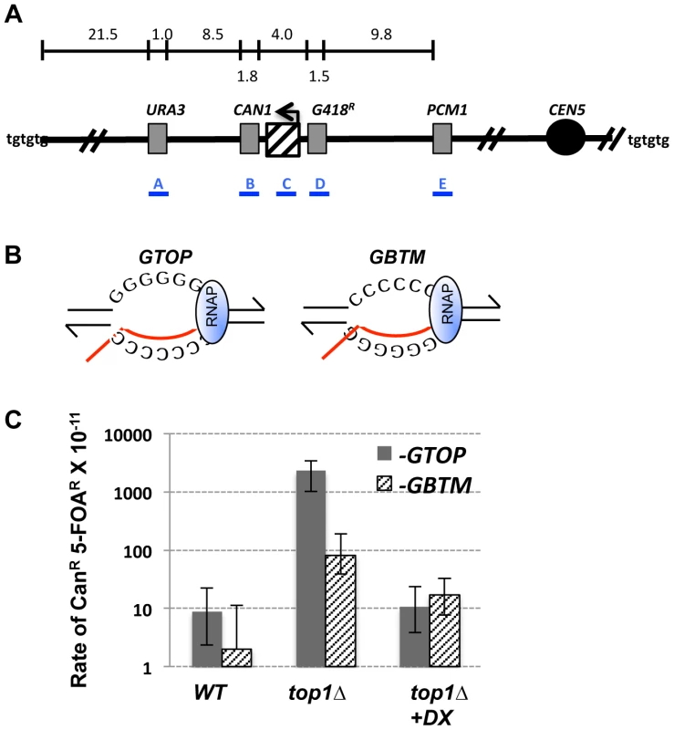 Gross Chromosomal Rearrangement (GCR) assay.