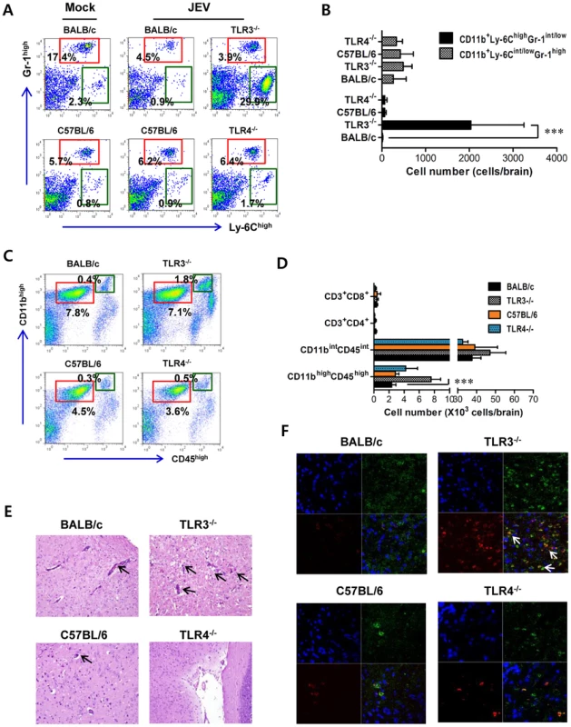 Enhanced inflammation of the CNS in TLR3<sup>−/−</sup> mice following JEV infection.