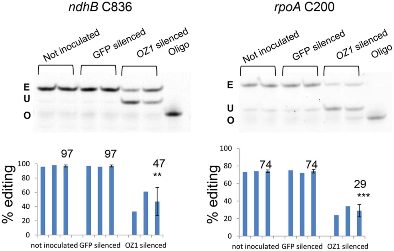 Transient silencing of <i>OZ1</i> in Arabidopsis results in chloroplast editing defects.