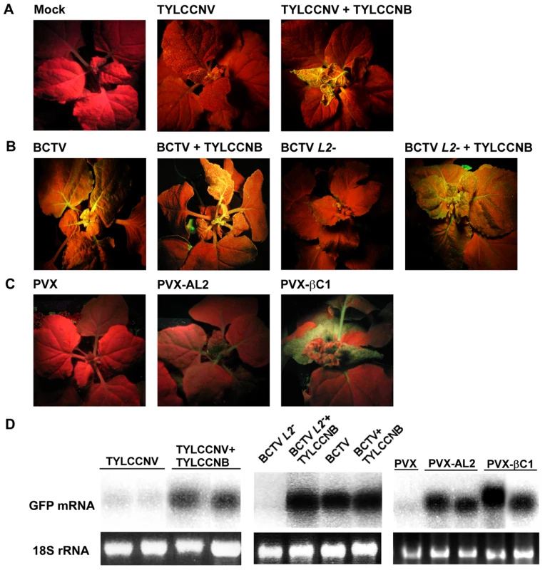 TYLCCNB, or βC1 expression, reverses TGS of a GFP transgene.