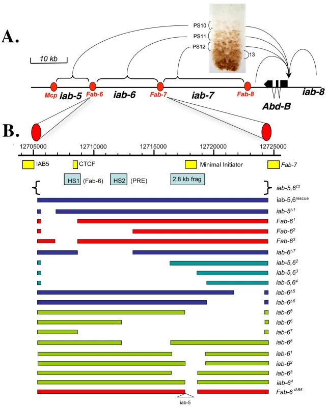 Synopsis of the <i>Abd-B</i> locus of the BX-C and diagram of the mutations created for this study.