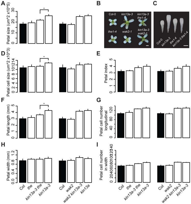 Excess cell expansion in <i>atkin13a</i> mutants requires <i>THE1</i> activity.