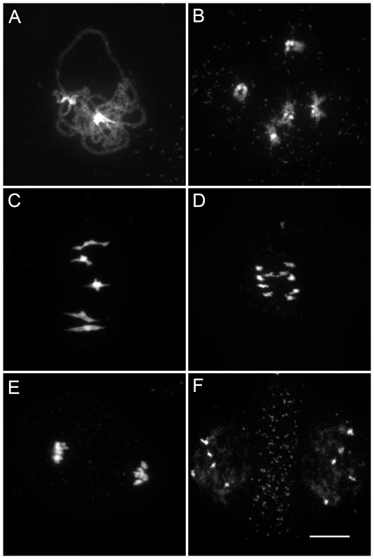 Male meiosis in the <i>tam-2</i> mutant.