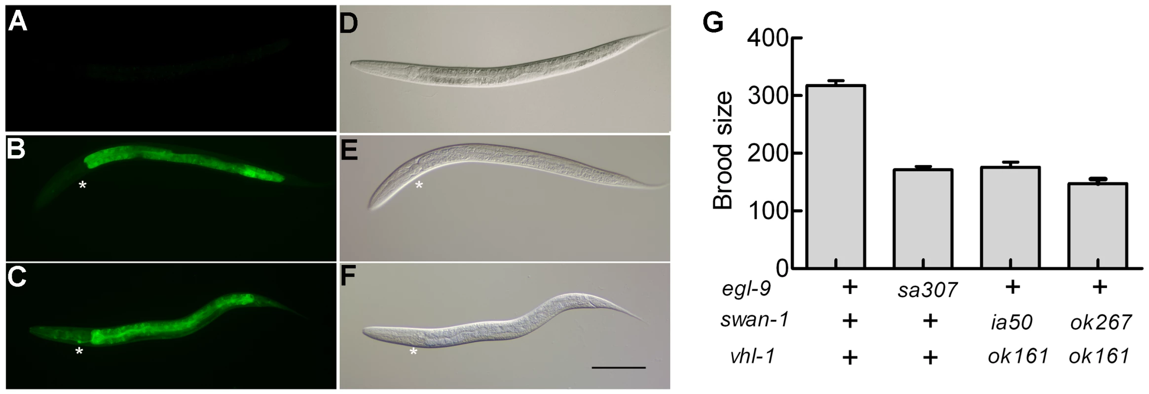 Phenotypic characterization of the <i>ia50</i> mutation.