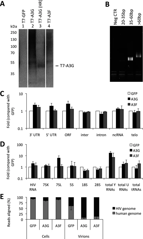 iCLIP reveals which RNAs are bound to A3G and A3F in living cells. (A)