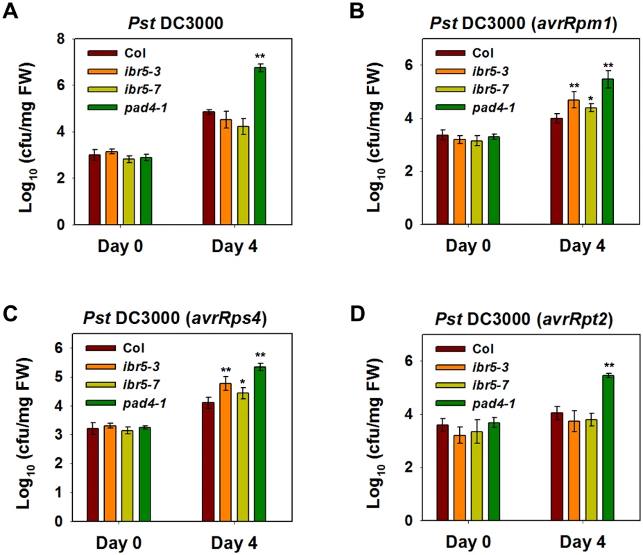 Pathogen resistance analysis of <i>ibr5</i> mutants.