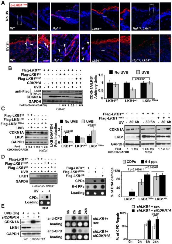 UVB-induced phosphorylation of LKB1<sup>T366</sup> mediates CDKN1A degradation and DNA repair.