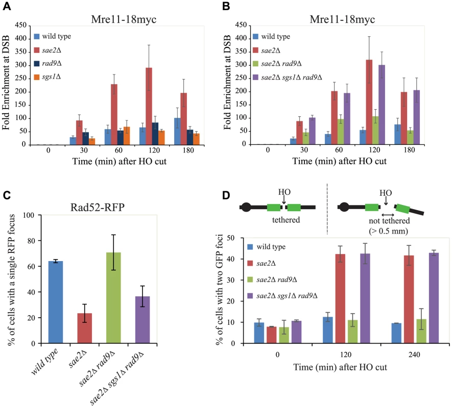 Rad9 limits Mre11 removal from a DSB, affecting Rad52 binding and DSB ends tethering in <i>sae2</i>Δ cells.