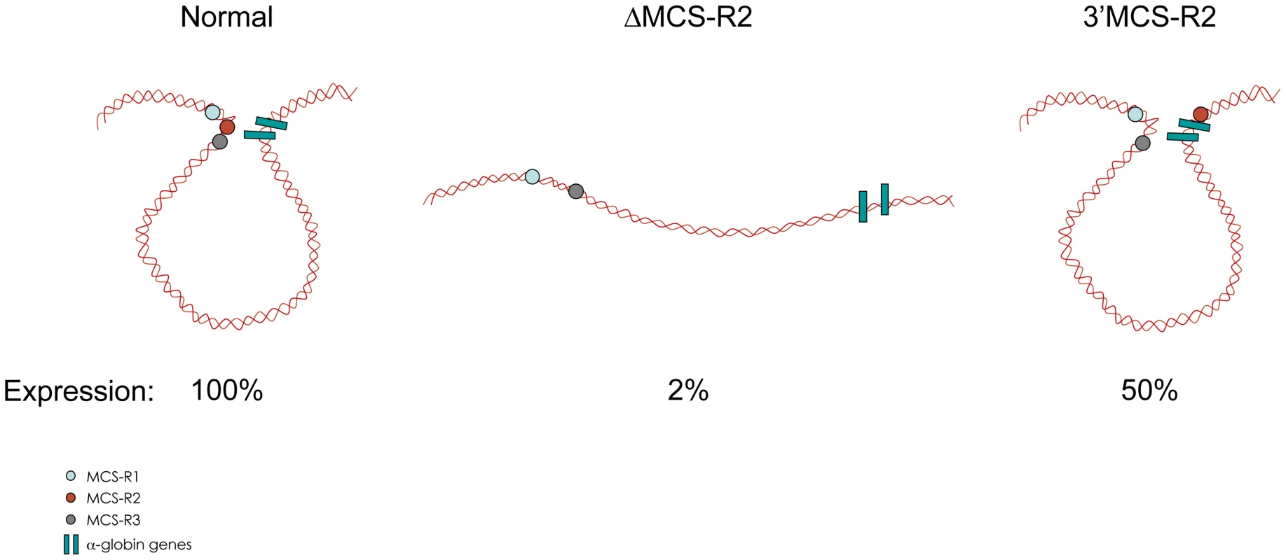 Communications between enhancers influences transcription.