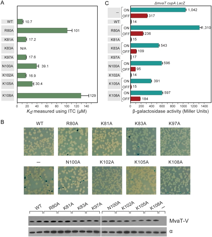 Characterization of MvaT mutants.