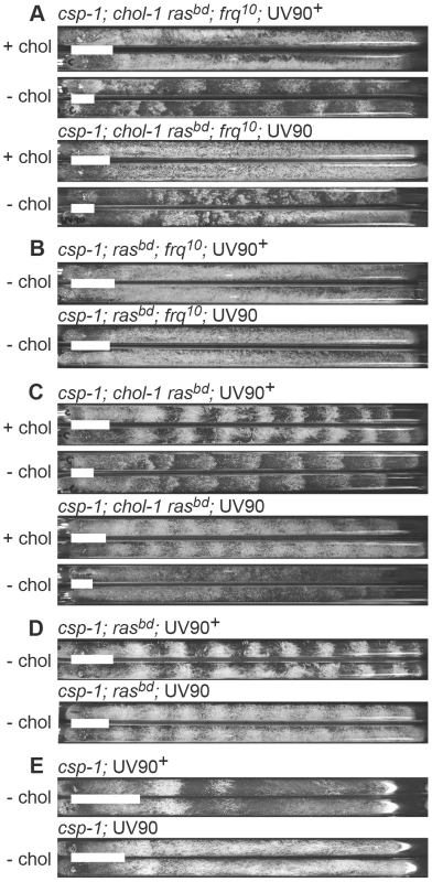 Phenotypes of UV90 mutants.