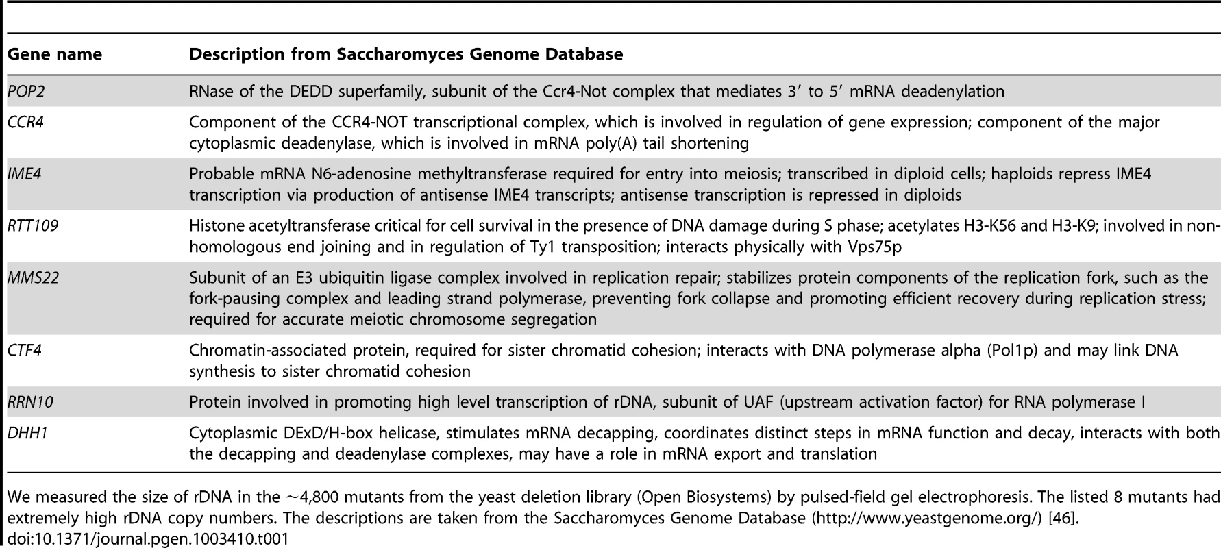List of mutants with higher-than-usual rDNA copy numbers.