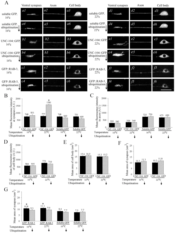 Degradation of UNC-104::GFP in mechanosensory neurons.
