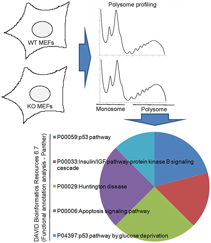 Analysis of polysome sucrose gradients reveals CPEB control of insulin signaling.