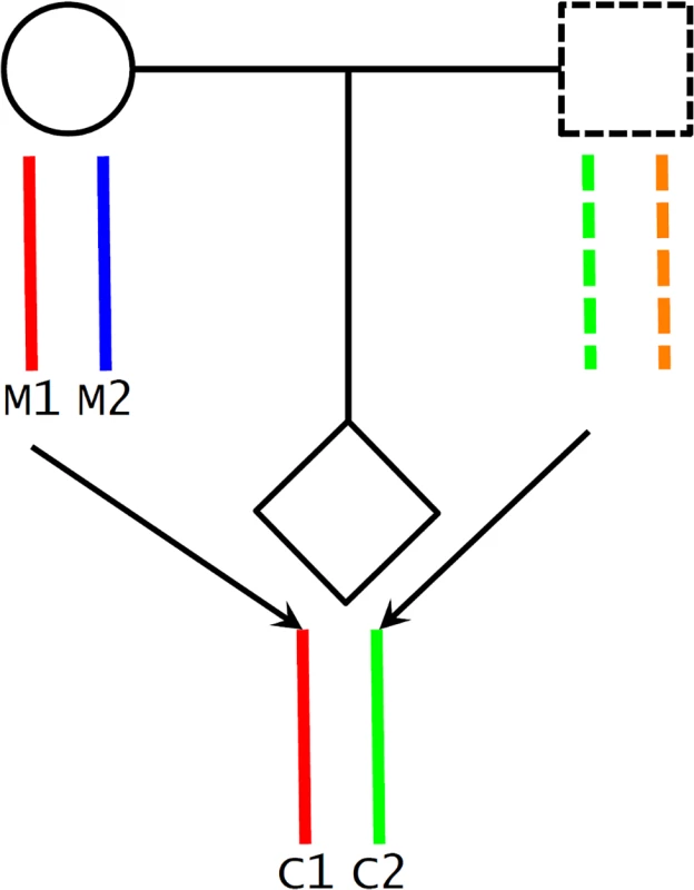Maternal transmission of alleles and haplotype scores.