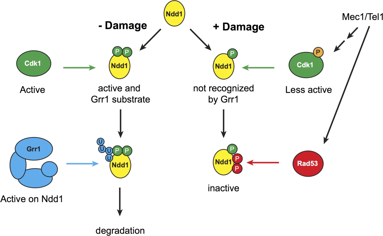 Model for mitotic turnover of Ndd1.