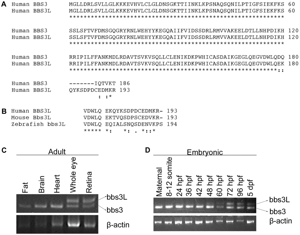 Identification of a second <i>BBS3</i> transcript.