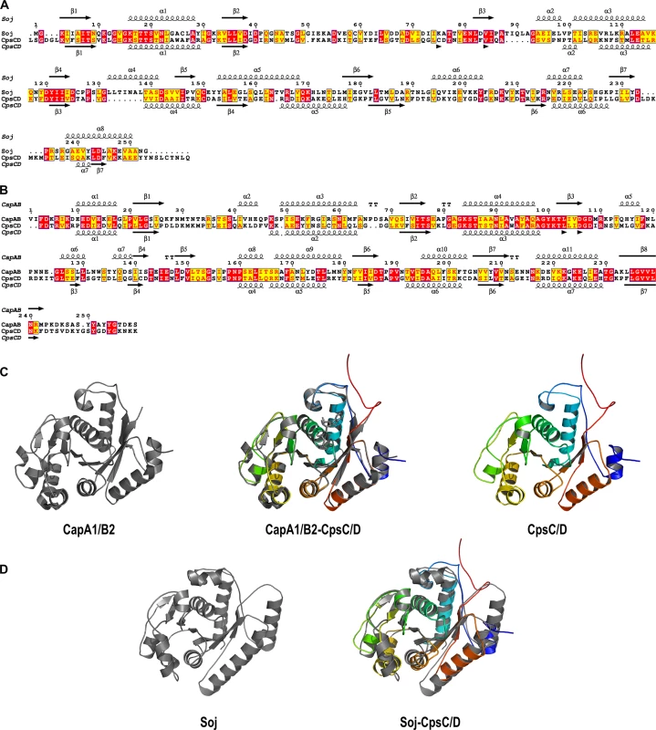 Sequences alignments, secondary structure predictions and molecular modeling of the CpsC/D chimera.