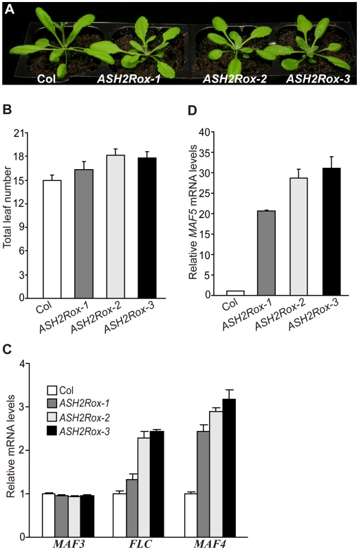 Overexpression of <i>ASH2R</i> Activates the Expression of <i>FLC</i>, <i>MAF4</i>, and <i>MAF5</i> to Delay Flowering.