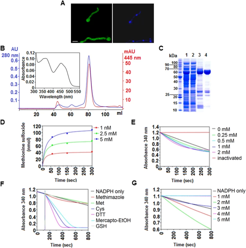 <i>In vivo</i> and <i>in vitro</i> characteristics of FmoB.