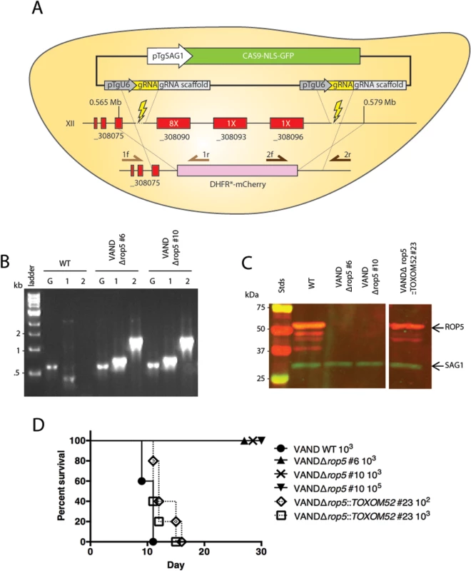 ROP5 accounts for virulence phenotype in the type 10 VAND strain.