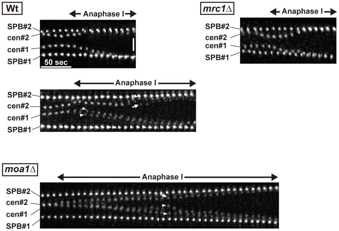 Centromere dynamics during anaphase I in <i>mrc1</i> and <i>moa1</i> mutants.