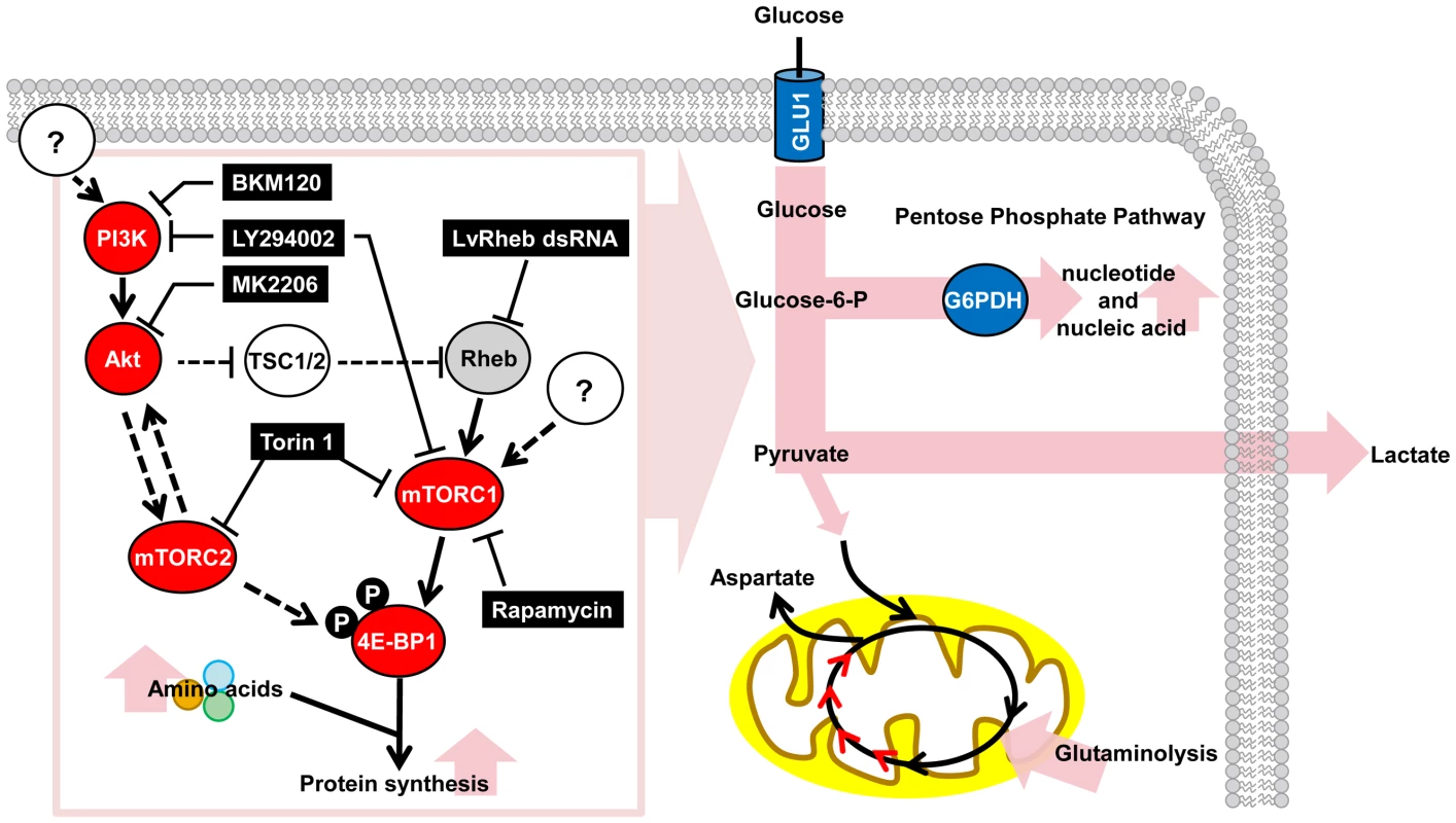 Schematic representation of the WSSV-induced Warburg effect and the involvement of the PI3K-Akt-mTOR pathway at the viral genome replication stage (12 hpi) of the first WSSV replication cycle.