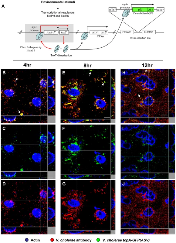 Single cell expression profiling and confocal microscopy of <i>tcpA</i> expression in ligated ileal loops.