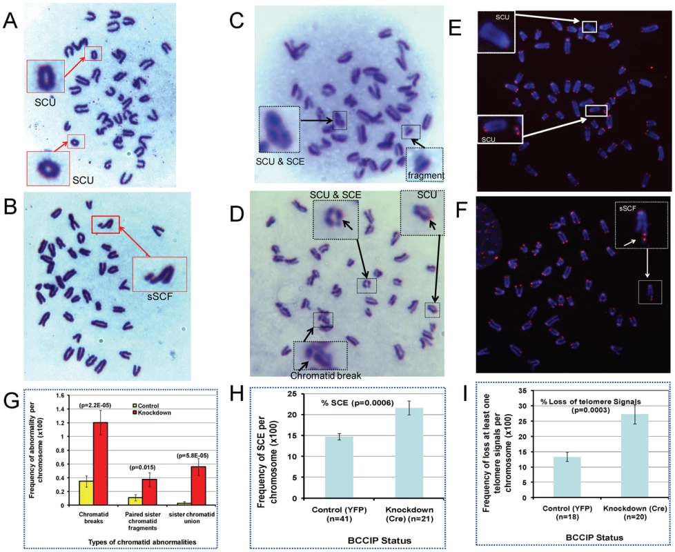 Spontaneous chromosome aberrations in BCCIP-deficient MEFs.