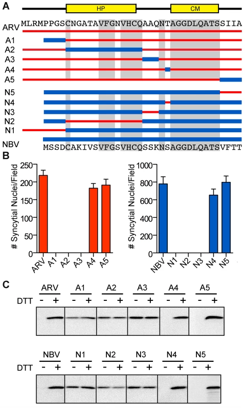 A distinct N-terminal ectodomain motif governs species-specific formation of an essential intramolecular disulfide-bond formation.