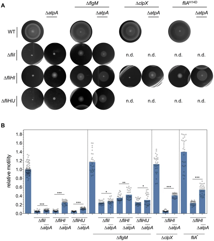 Motility of <i>fliHIJ</i> mutants is increased by mutations in Δ<i>atpA</i>, <i>ΔflgM</i>, <i>ΔclpX</i> and <i>fliA</i><sup>H14D</sup>.