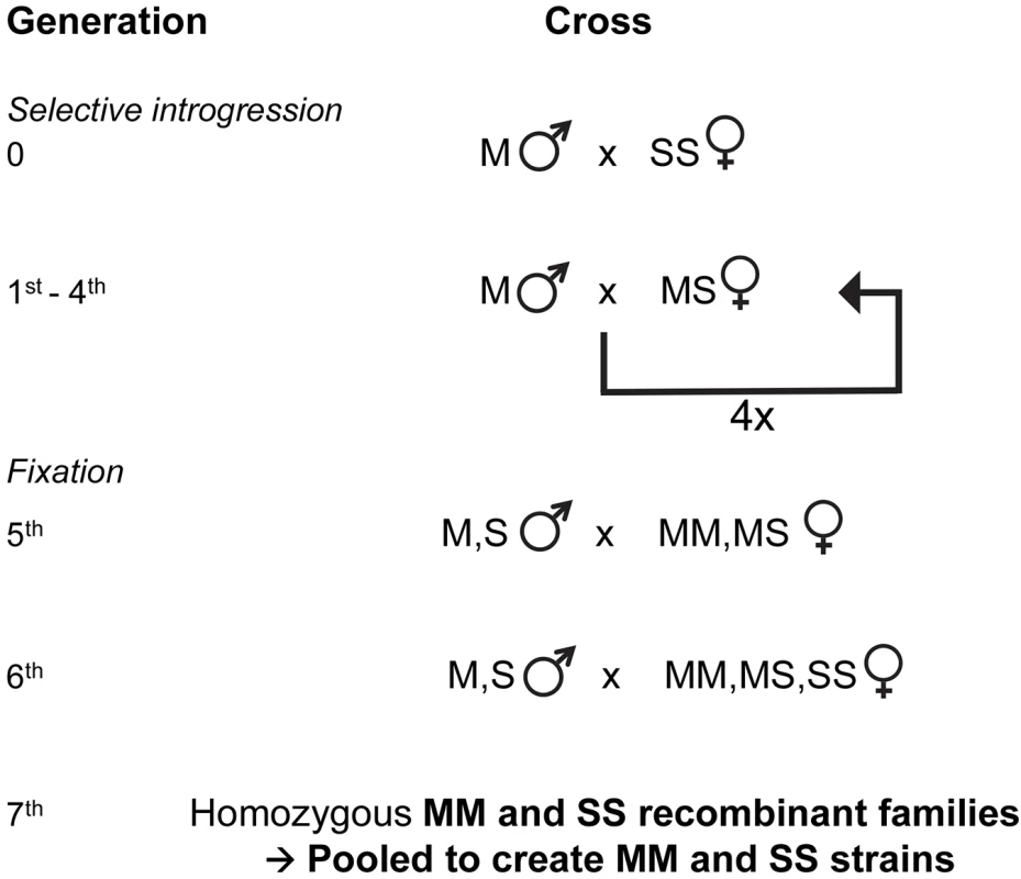 Genetic crossing design used for selective introgression of the X-island of divergence in recombinant strains.