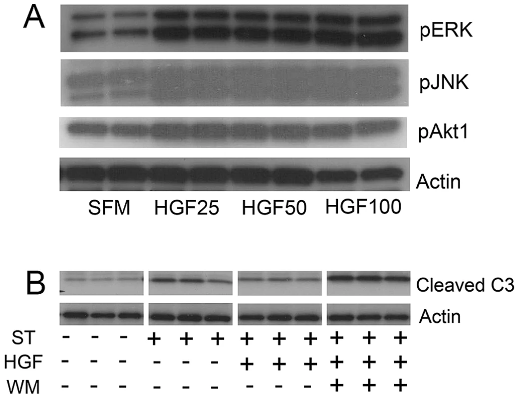 HGF treatment of MLE12 induces prosurvival signaling that protects against alveolar cell death.