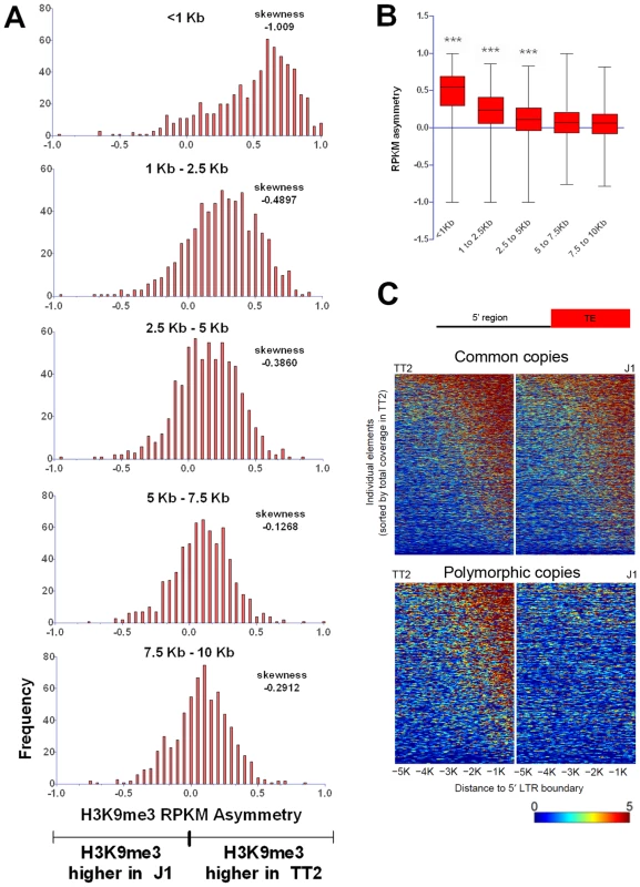 Length of polymorphic IAP-induced H3K9me3 chromatin.