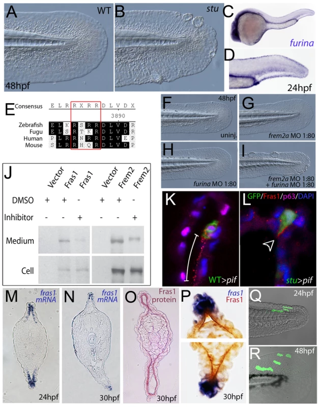 Furin is required for basement membrane anchorage, ectodomain shedding and proper basement membrane localisation of Frem2 and Fras1 proteins.