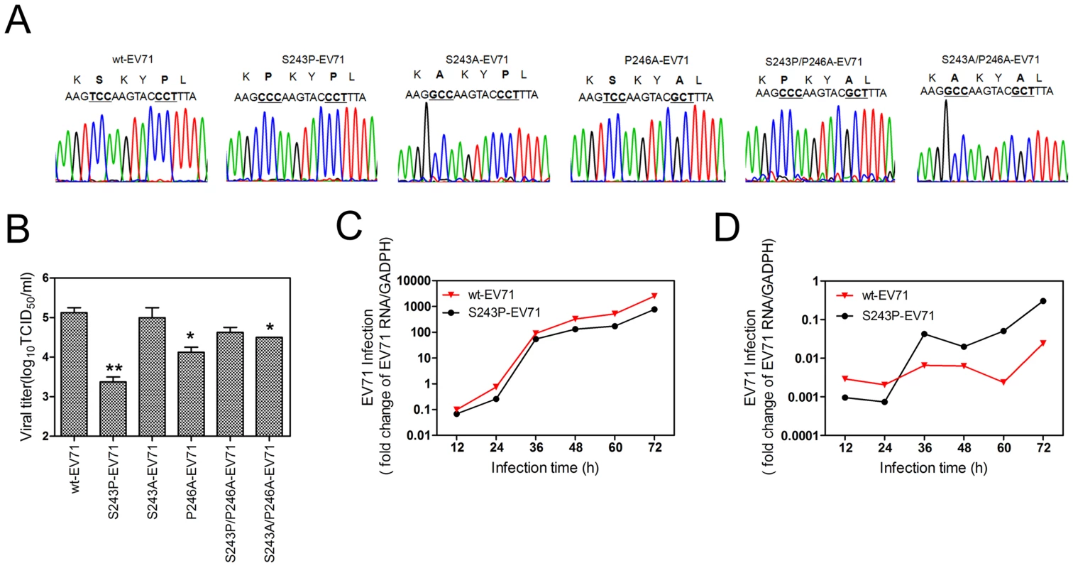 An analysis of various H-I loop mutant viruses.