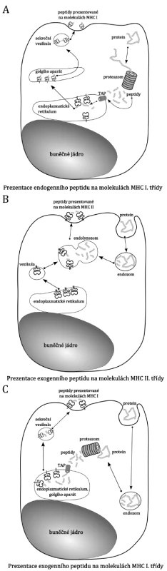 Prezentace antigenního peptidu na molekulách MHC. Příklad prezentace na antigenech MHC I. třídy (A), na antigenech MHC II. třídy (B) a cross prezentace (C). Popis a vysvětlení schémat je v textu.
