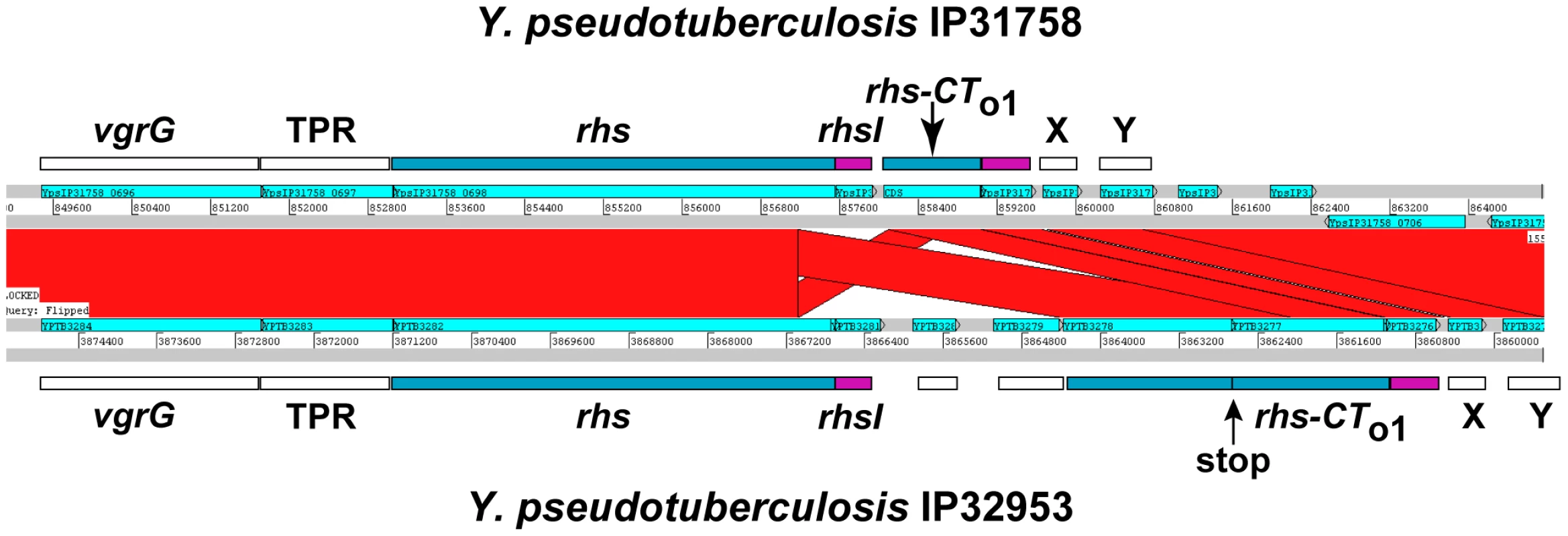 Rhs genes have variable CT encoding sequences, immunity genes, and orphan <i>rhs-CT/rhsI</i> modules.