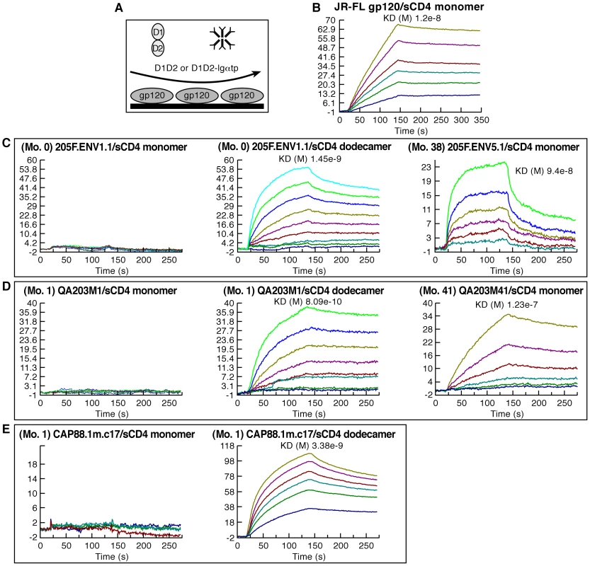 CD4 binding characteristics of early-transmitting gp120s.