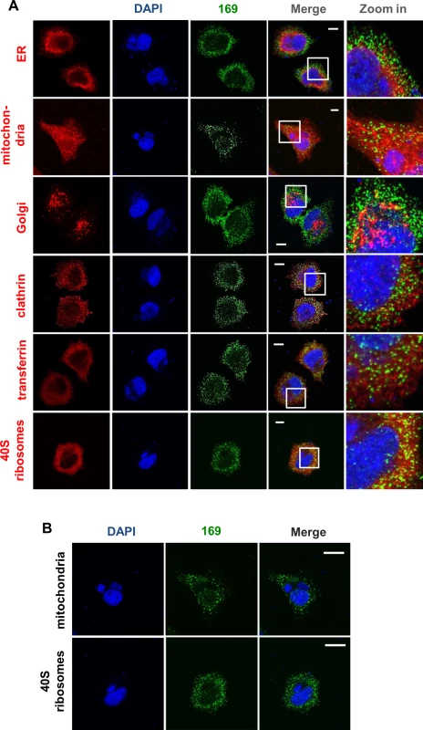 Protein 169 is present in cytoplasmic puncta and is excluded from factories.