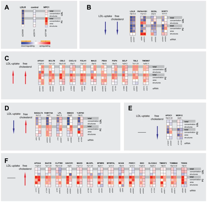 Multiparametric analysis and clustering of functional effector genes.