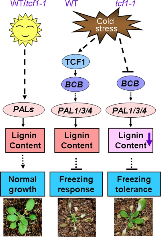 A proposed model for TCF1 in the <i>Arabidopsis</i> response to low temperature.