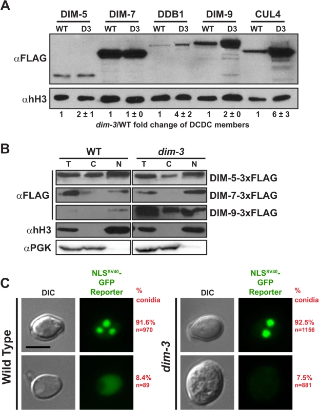 Nuclear transport of DCDC components is unaffected by the <i>dim-3</i> mutation.