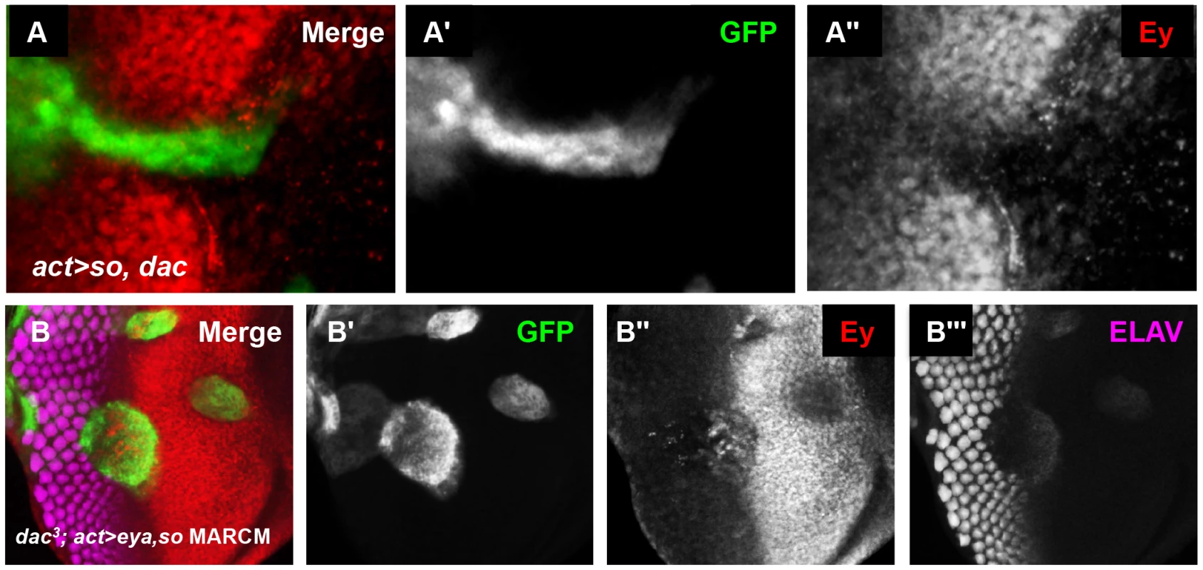So and Eya cooperate with Dac in vivo to complete Ey repression.