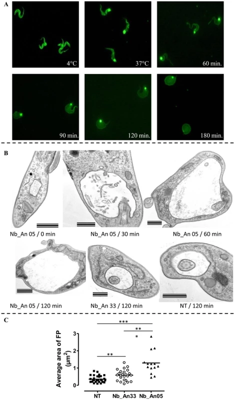 Immunofluorescence picture illustrating the effects of ALEXA-labelled Nb_An05 on AnTat1.1 parasites.