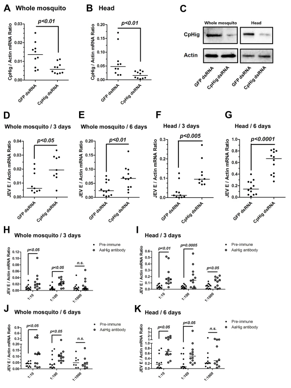 The antiviral effect of <i>Hig</i> in JEV infection of <i>C</i>. <i>pipiens pallens</i>.