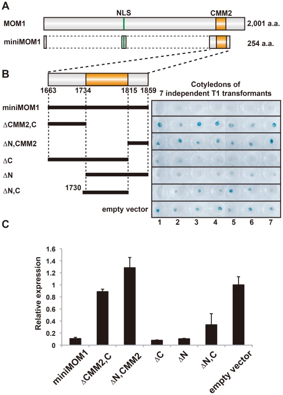 CMM2 is necessary and sufficient for the TGS activity of MOM1.
