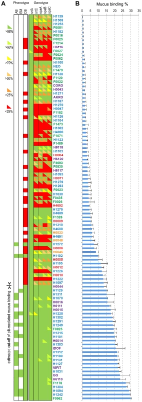 Mucus adhesion and SpaCBA pili gene diversity among <i>L. rhamnosus</i>.