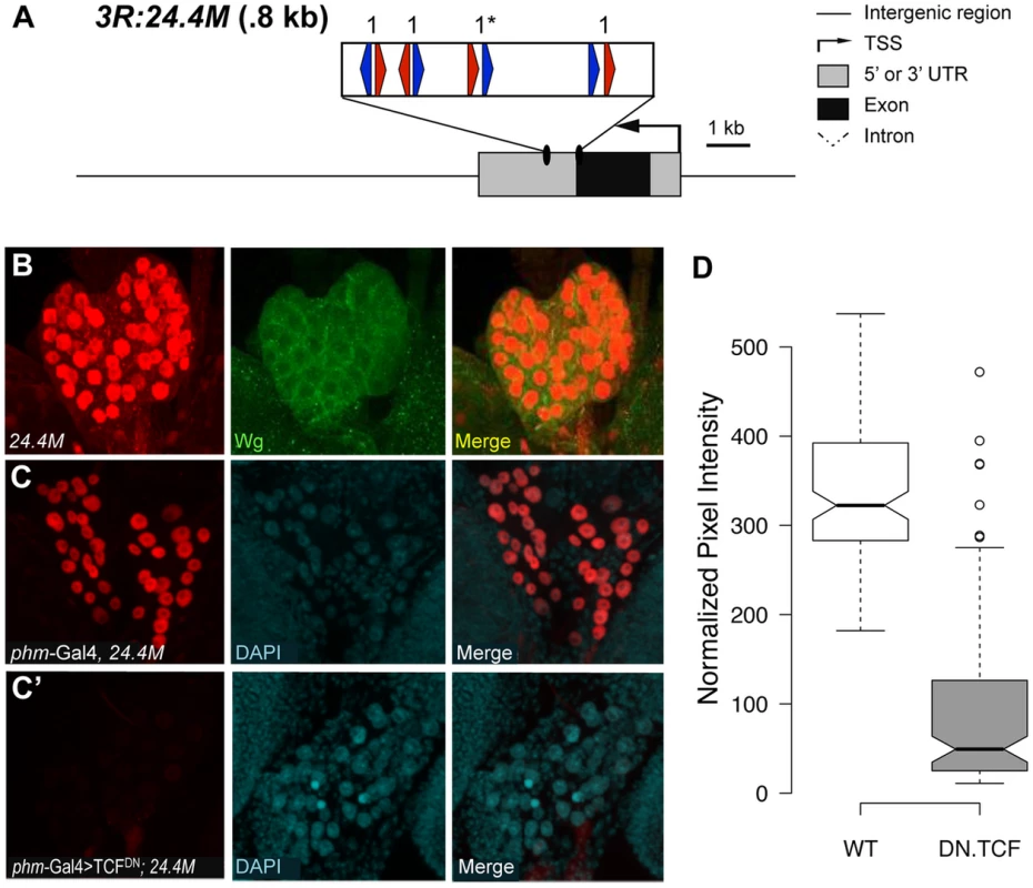 Identification of a W-CRM at 3R:24.4M that is active in the ring gland.