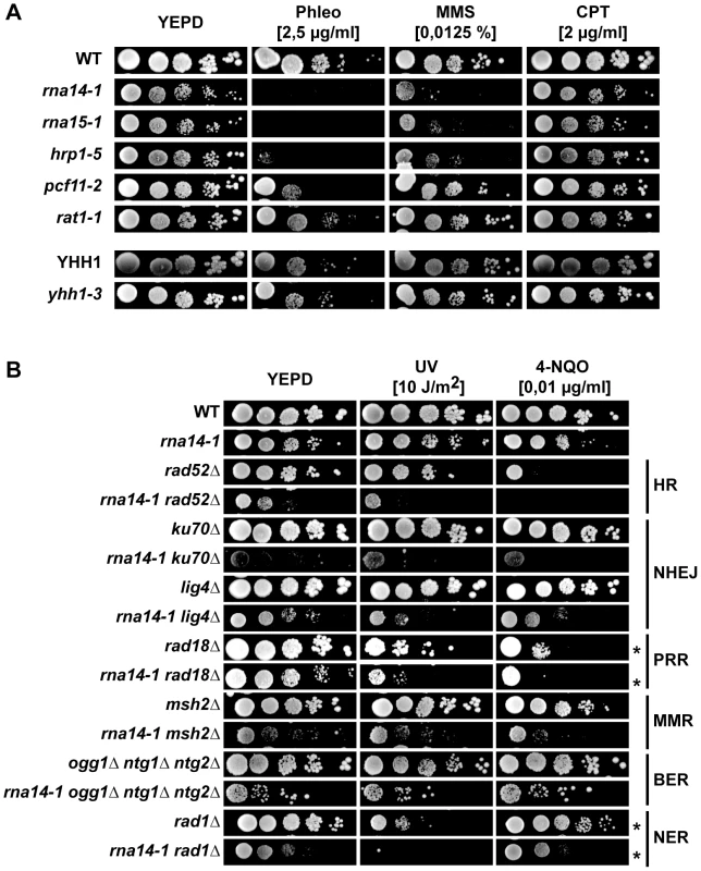 Transcription termination mutants do not tolerate compromised DNA repair.